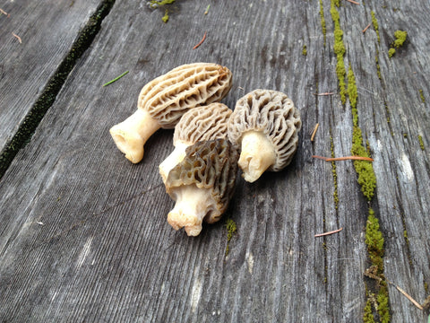 2018 Mushroom Madness Tickets - Harbinger Winery